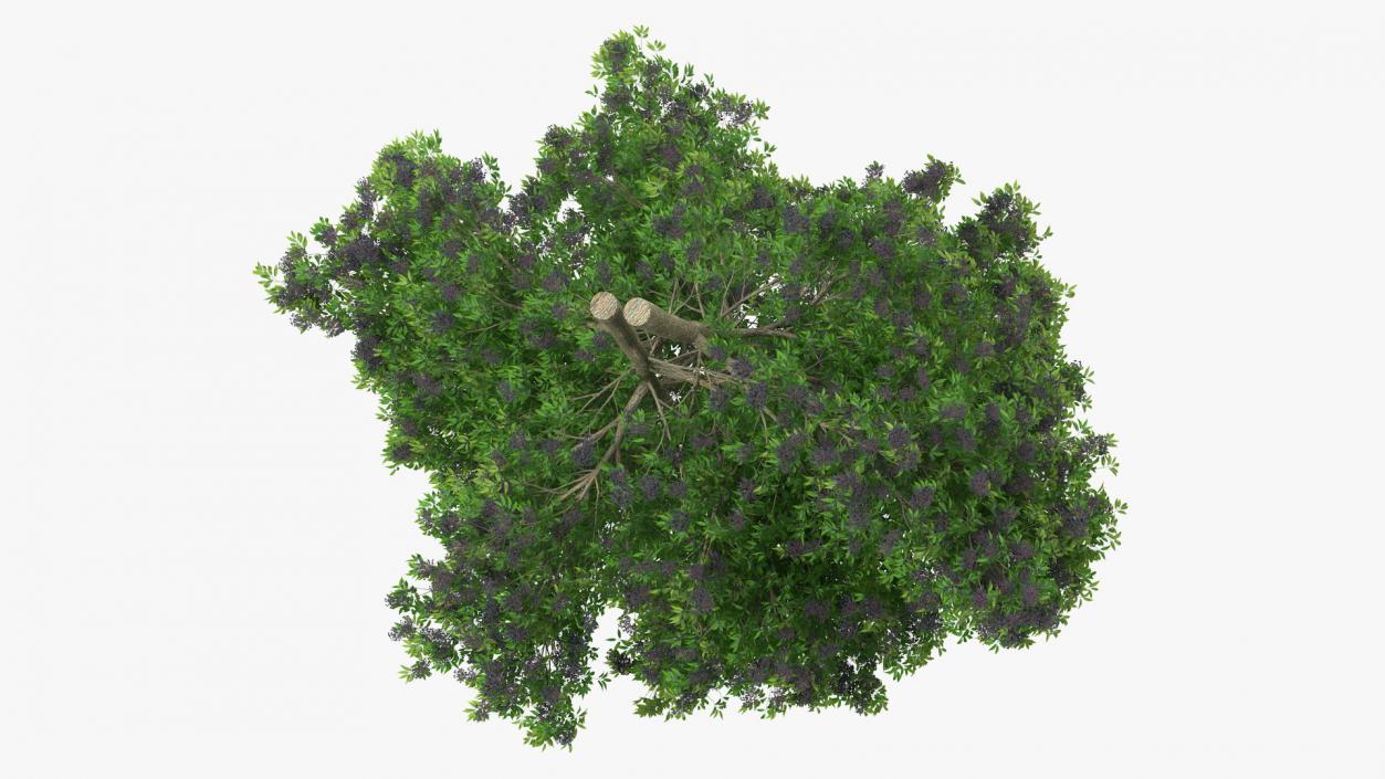 American Elderberry Tree with Berries 3D