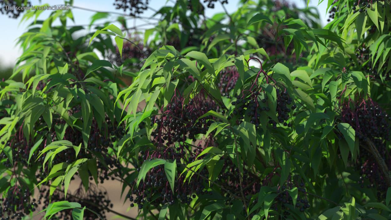 American Elderberry Tree with Berries 3D