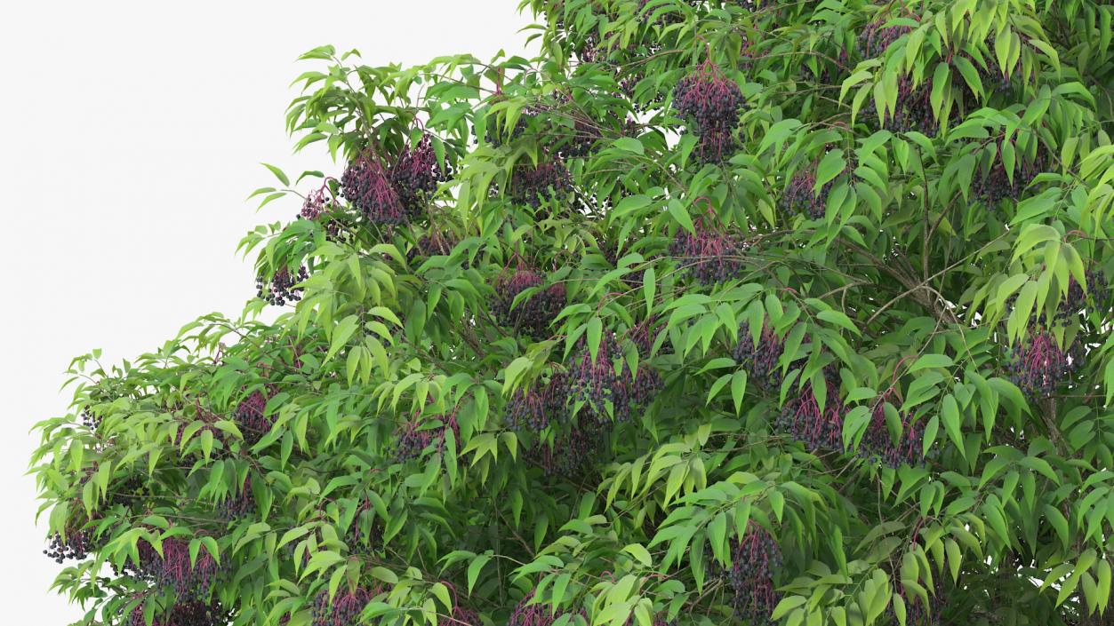 American Elderberry Tree with Berries 3D