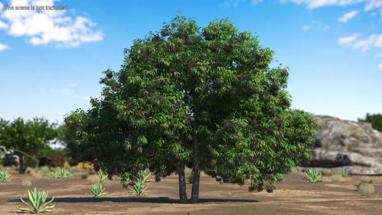 American Elderberry Tree with Berries 3D