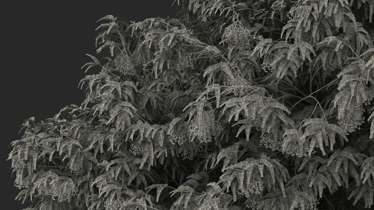 American Elderberry Tree with Berries 3D