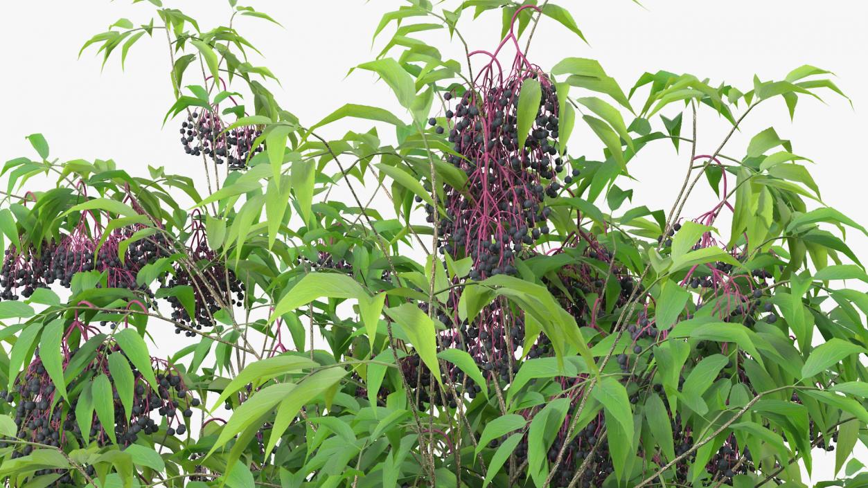 American Elderberry Tree with Berries 3D