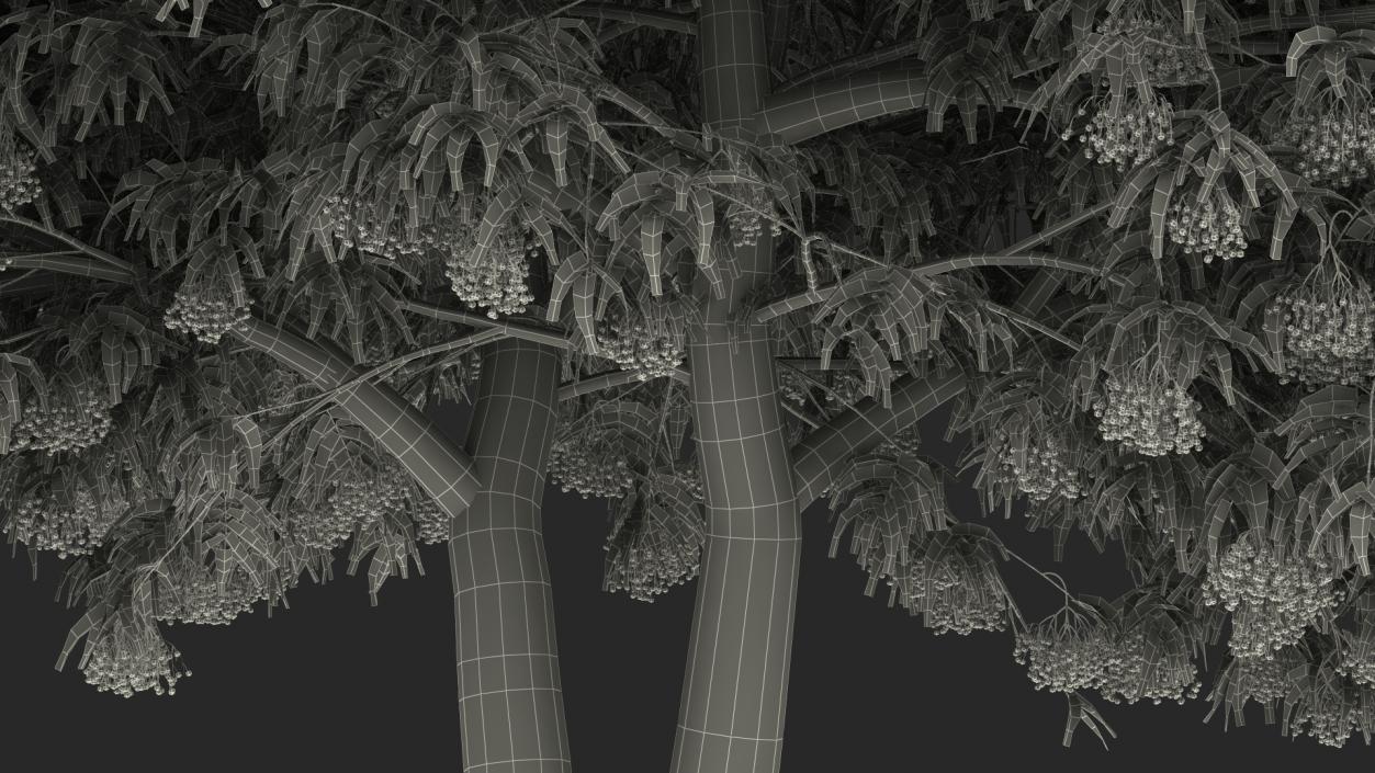 American Elderberry Tree with Berries 3D