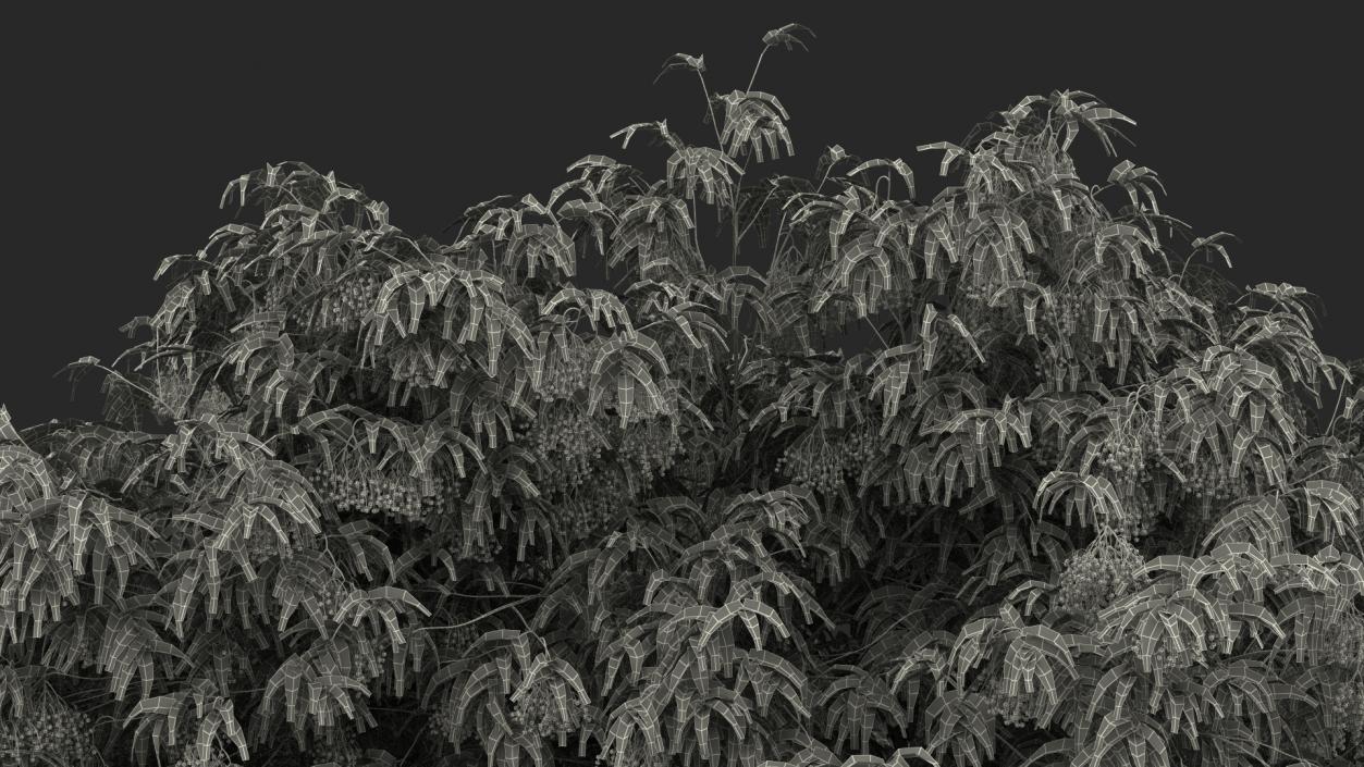 American Elderberry Tree with Berries 3D