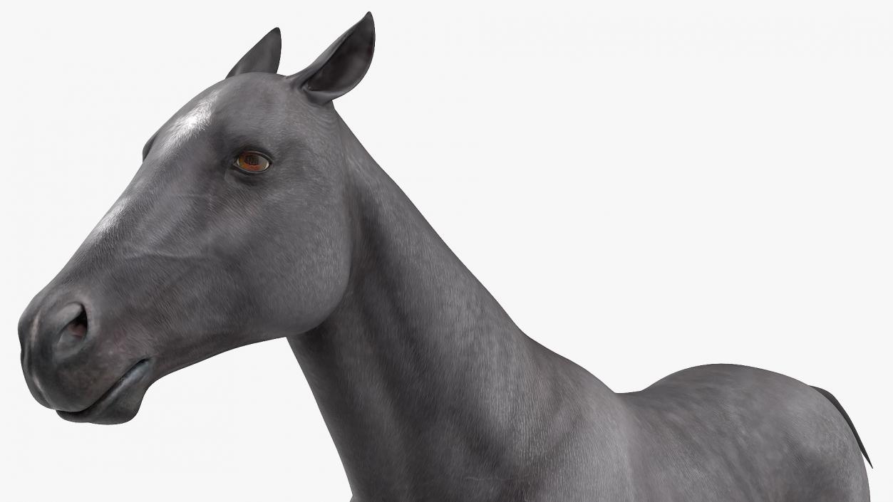 3D Gallop Black Horse model