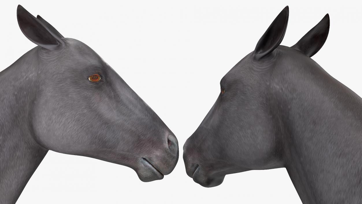 3D Gallop Black Horse model