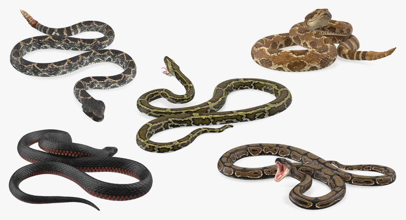 3D Rigged Snakes Collection 3