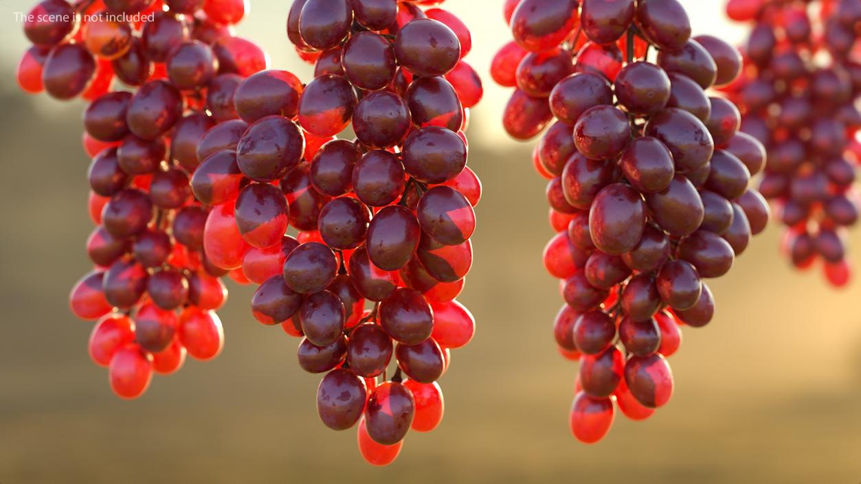 Cluster of Pink Grapes 3D