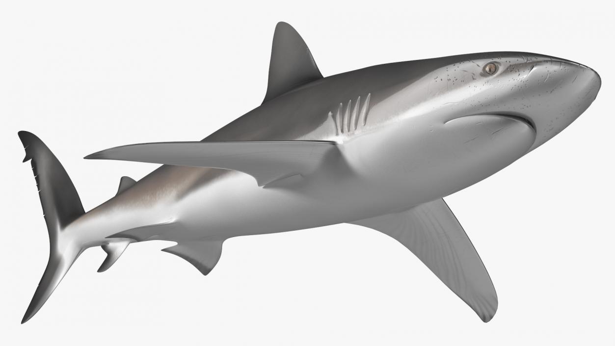 3D Realistic Dusky Shark