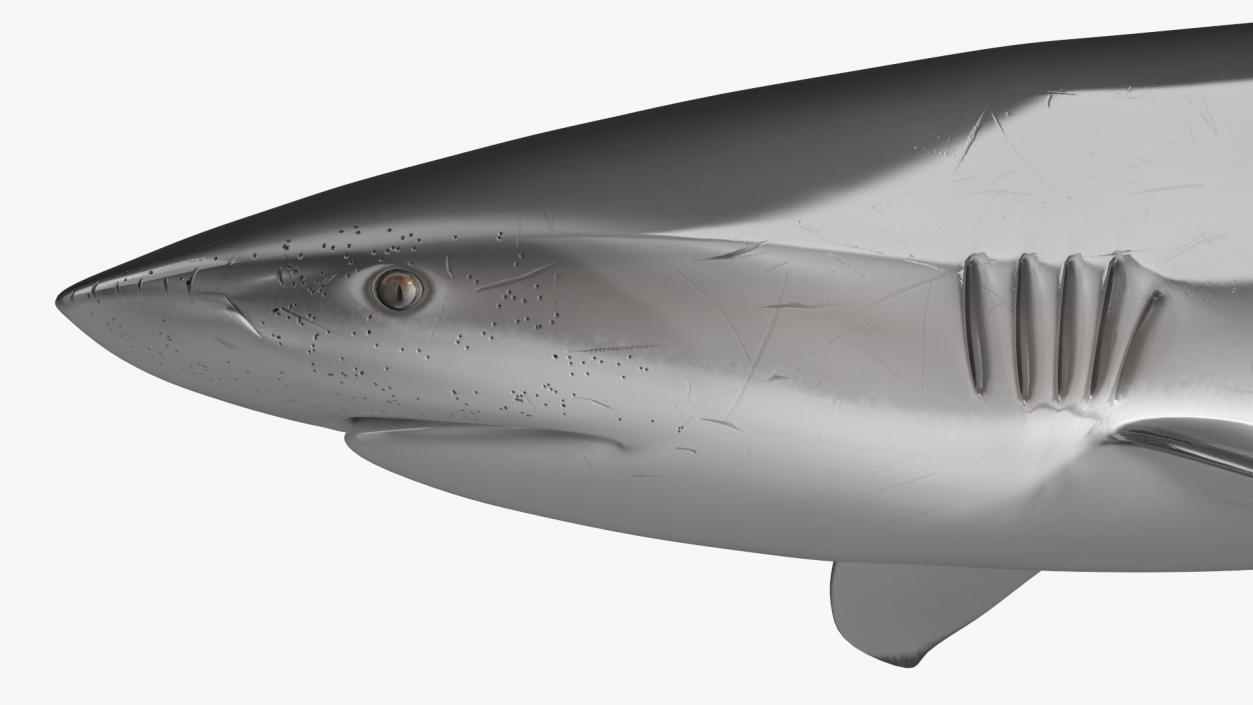 3D Realistic Dusky Shark