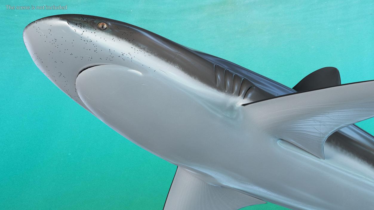 3D Realistic Dusky Shark