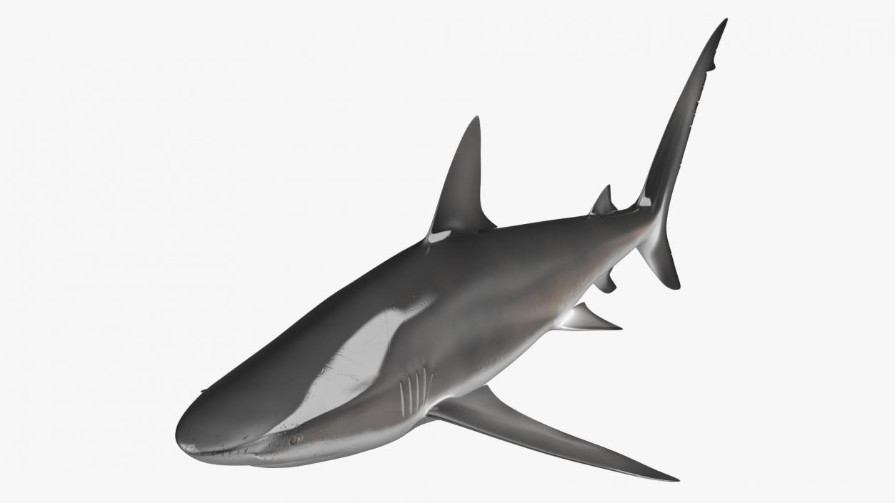 3D Realistic Dusky Shark