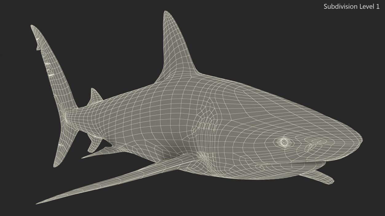 3D Realistic Dusky Shark