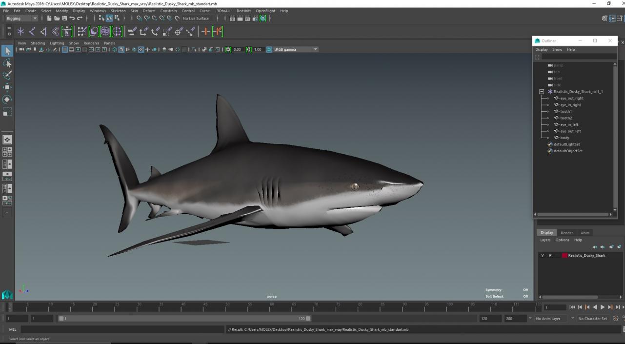 3D Realistic Dusky Shark