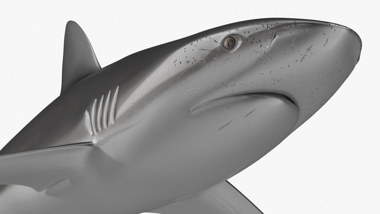 3D Realistic Dusky Shark