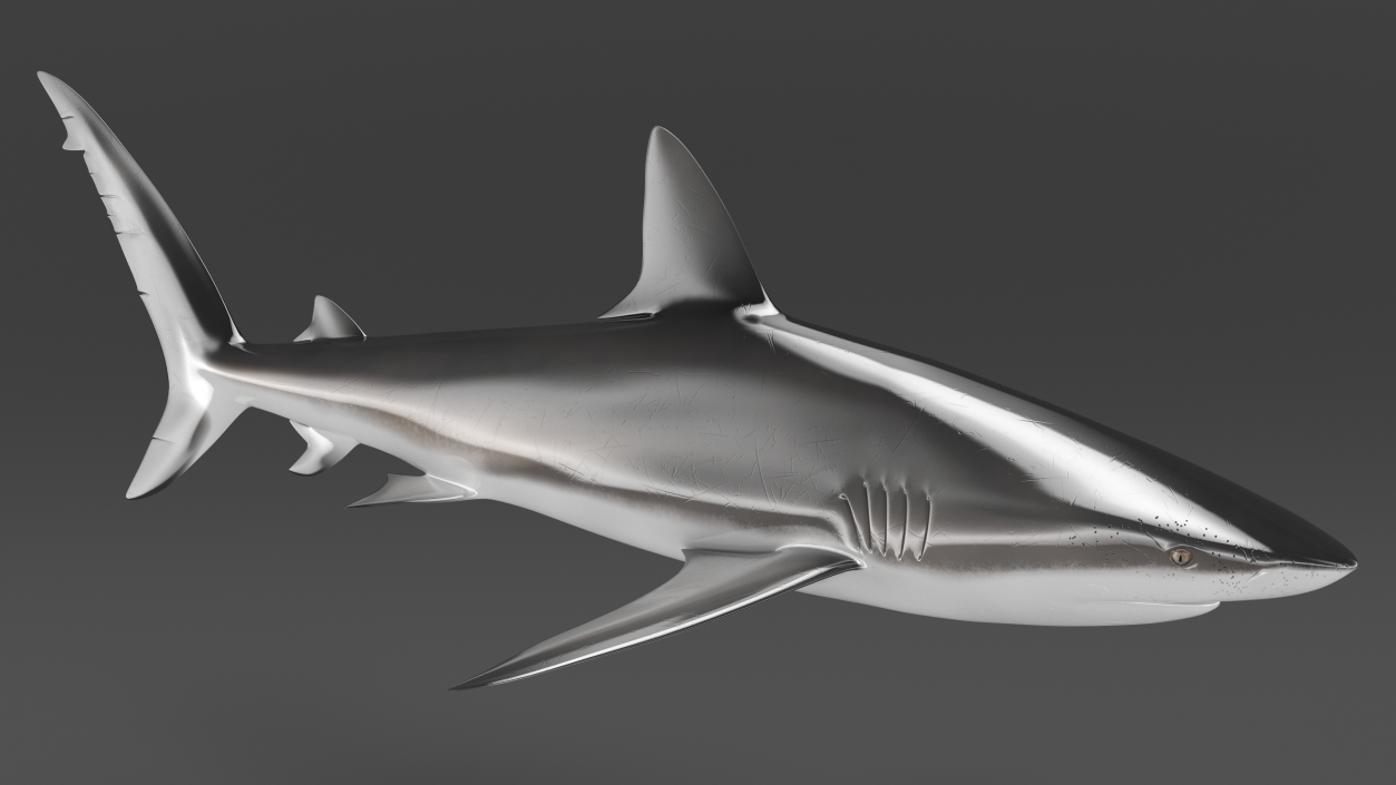 3D Realistic Dusky Shark