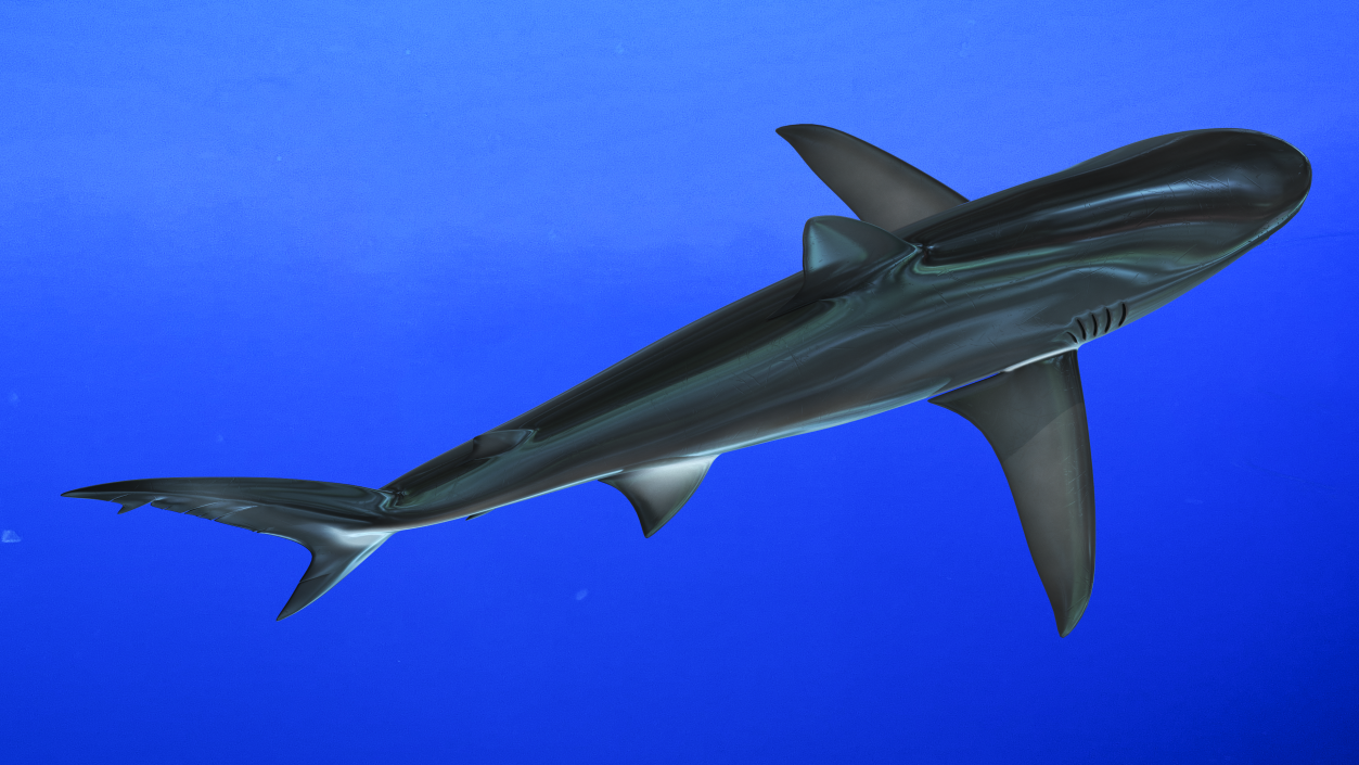 3D Realistic Dusky Shark