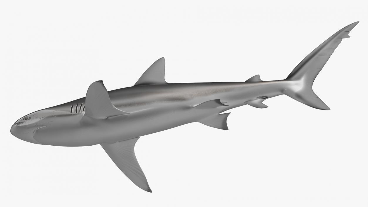 3D Realistic Dusky Shark