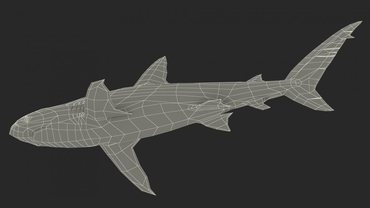 3D Realistic Dusky Shark