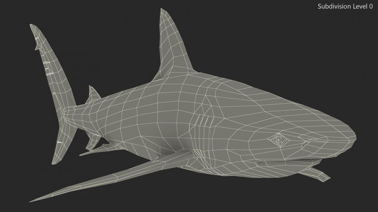 3D Realistic Dusky Shark