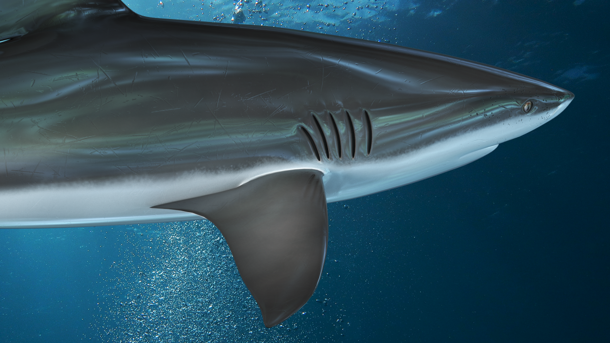 3D Realistic Dusky Shark