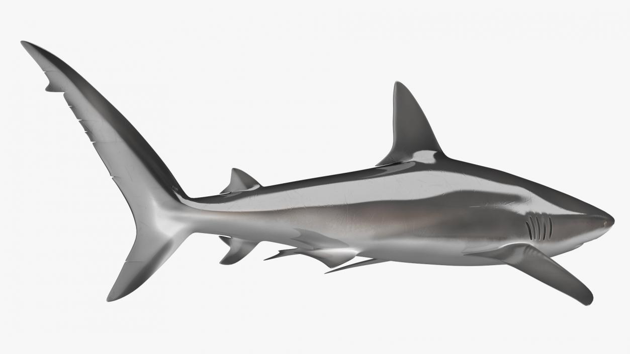 3D Realistic Dusky Shark