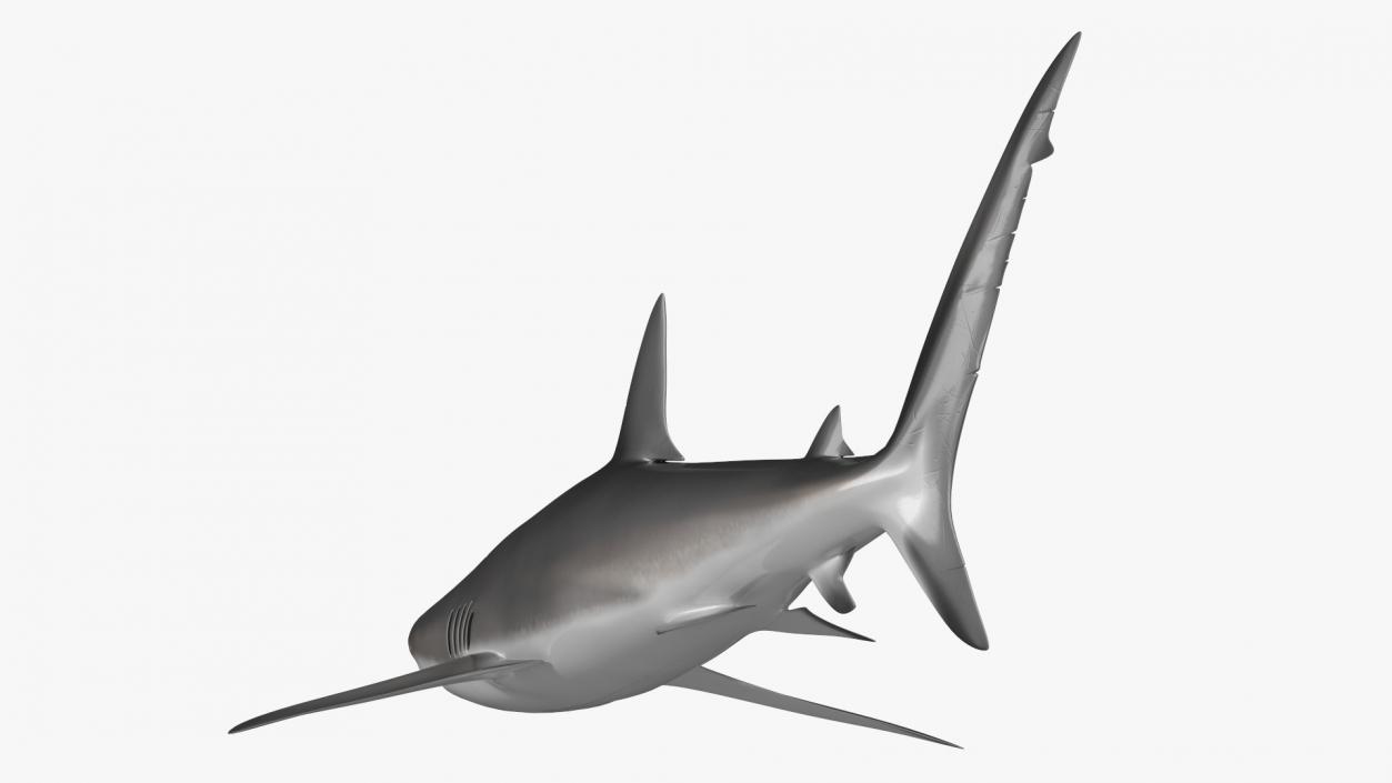 3D Realistic Dusky Shark