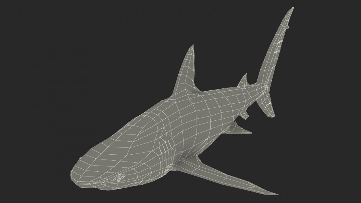 3D Realistic Dusky Shark