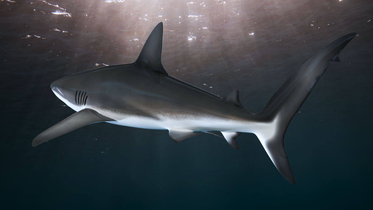 3D Realistic Dusky Shark