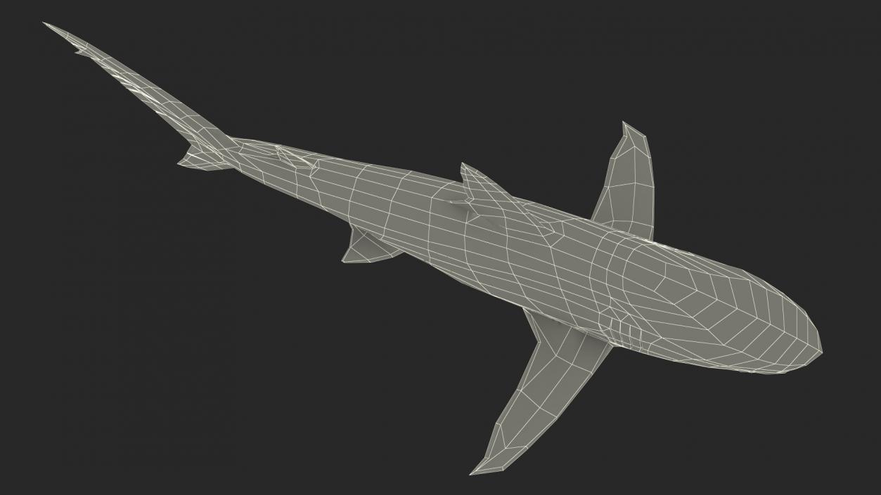 3D Realistic Dusky Shark