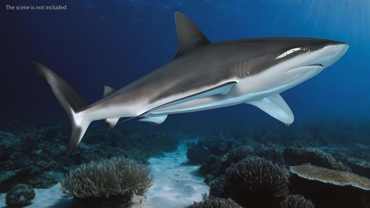 3D Realistic Dusky Shark