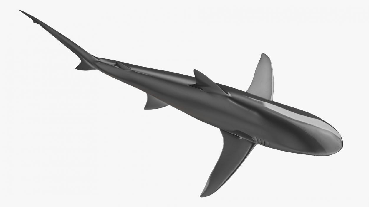 3D Realistic Dusky Shark