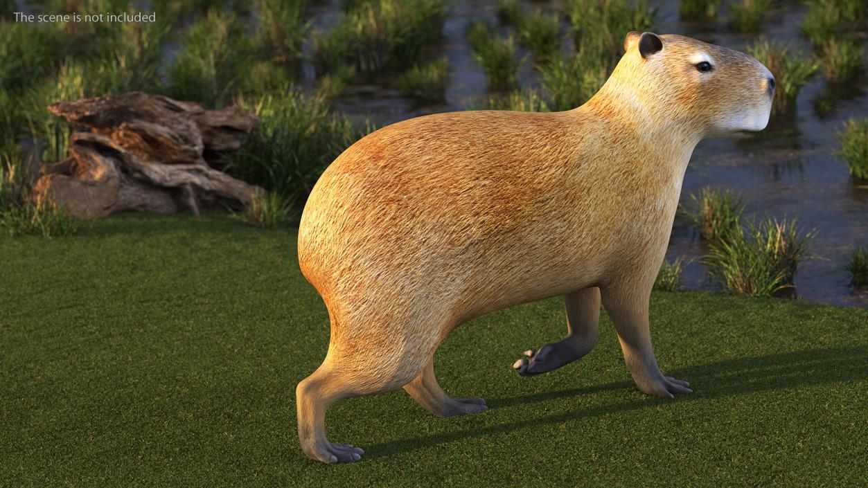 3D Capybara Walking Pose