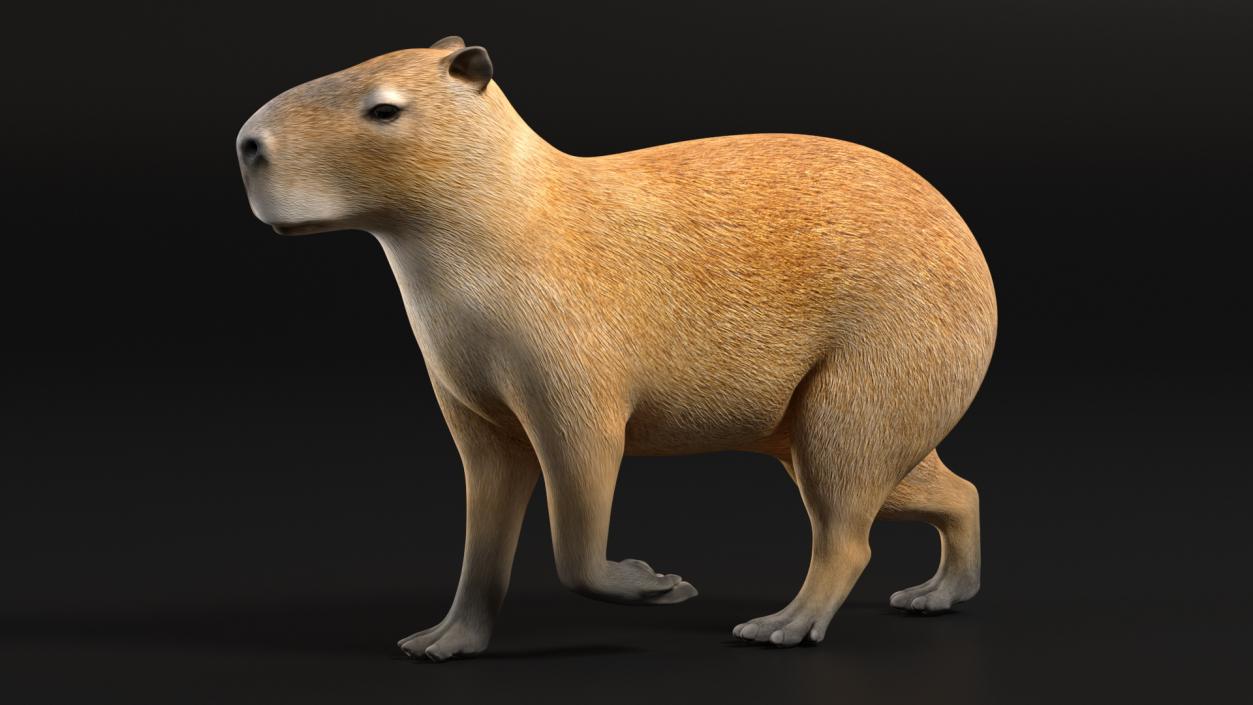 3D Capybara Walking Pose