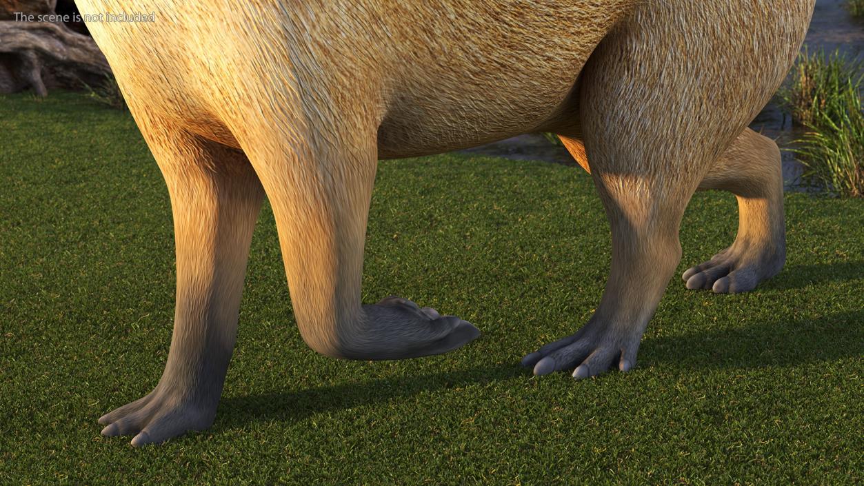 3D Capybara Walking Pose