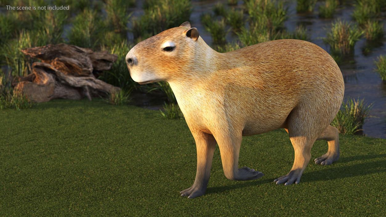 3D Capybara Walking Pose