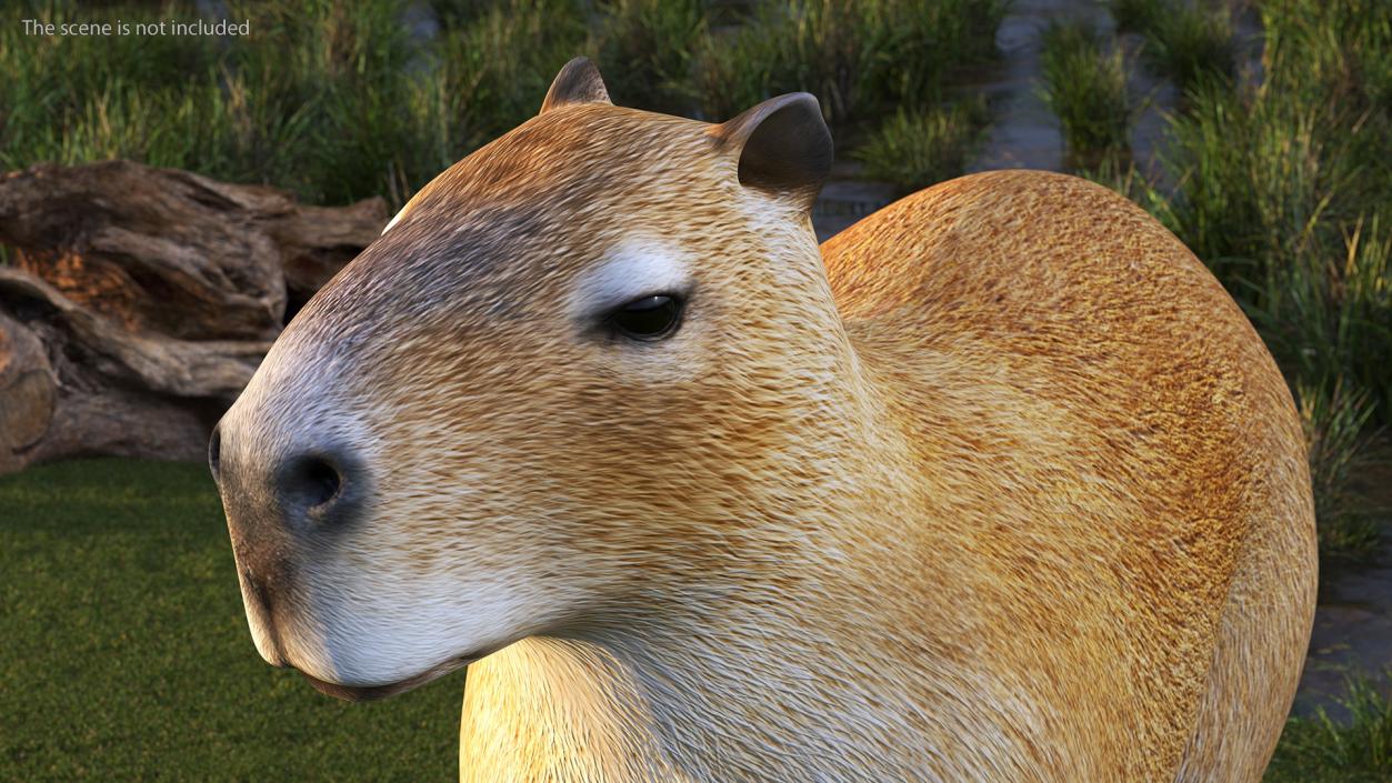 3D Capybara Walking Pose