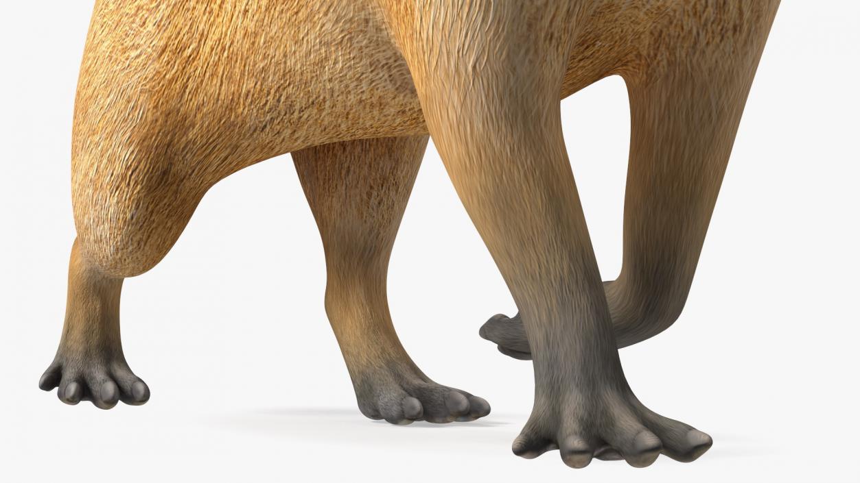 3D Capybara Walking Pose