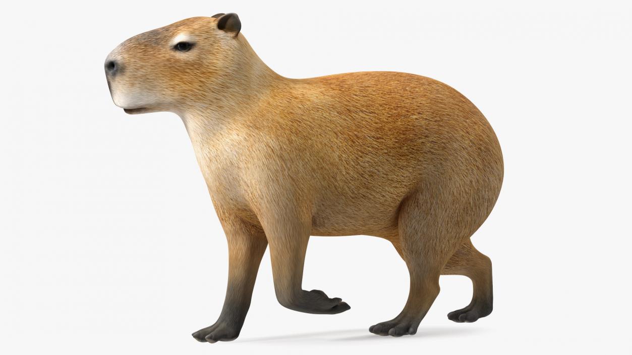 3D Capybara Walking Pose