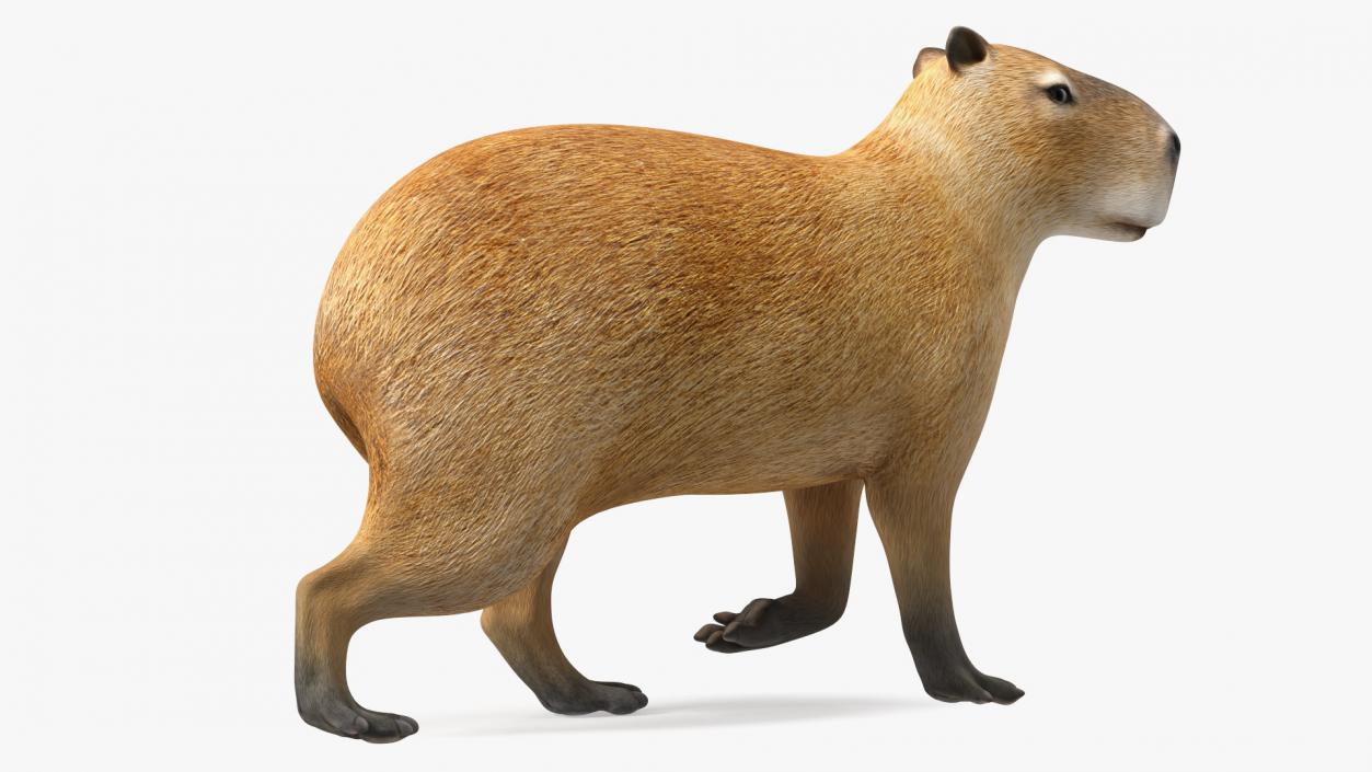 3D Capybara Walking Pose