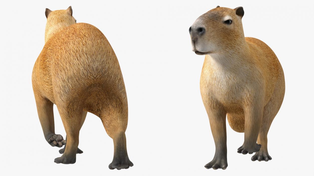 3D Capybara Walking Pose