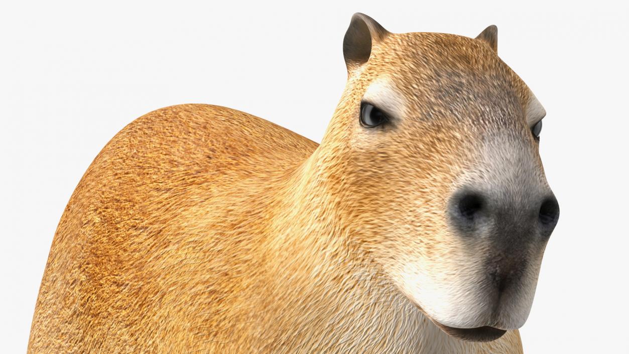 3D Capybara Walking Pose