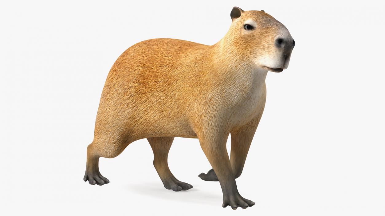 3D Capybara Walking Pose