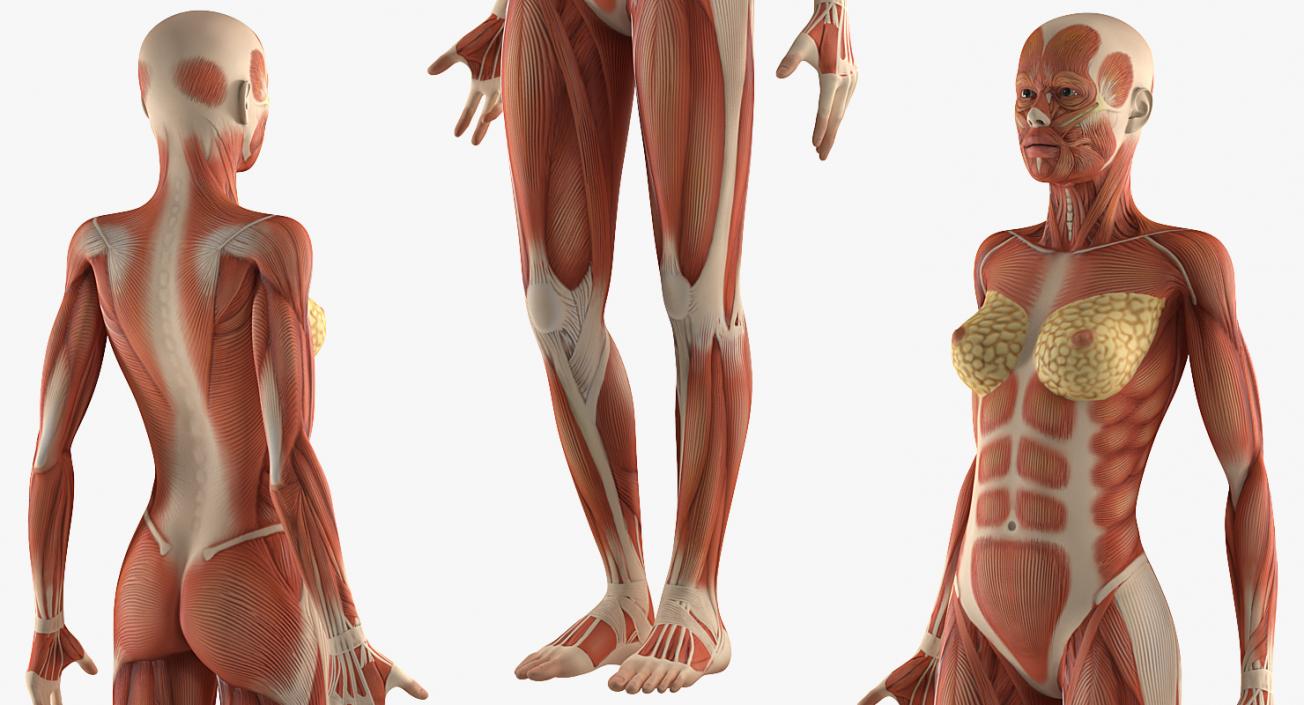 Female Anatomy Rigged Collection 3D