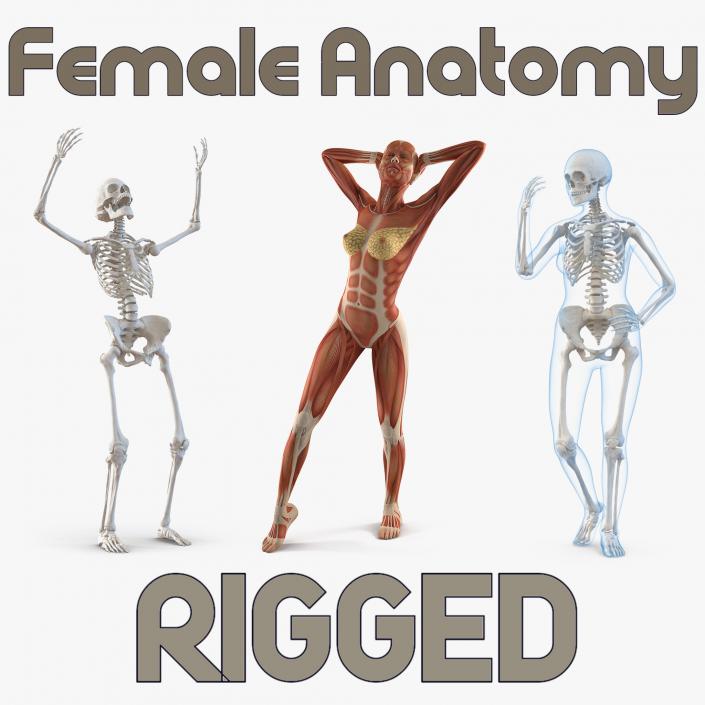 Female Anatomy Rigged Collection 3D