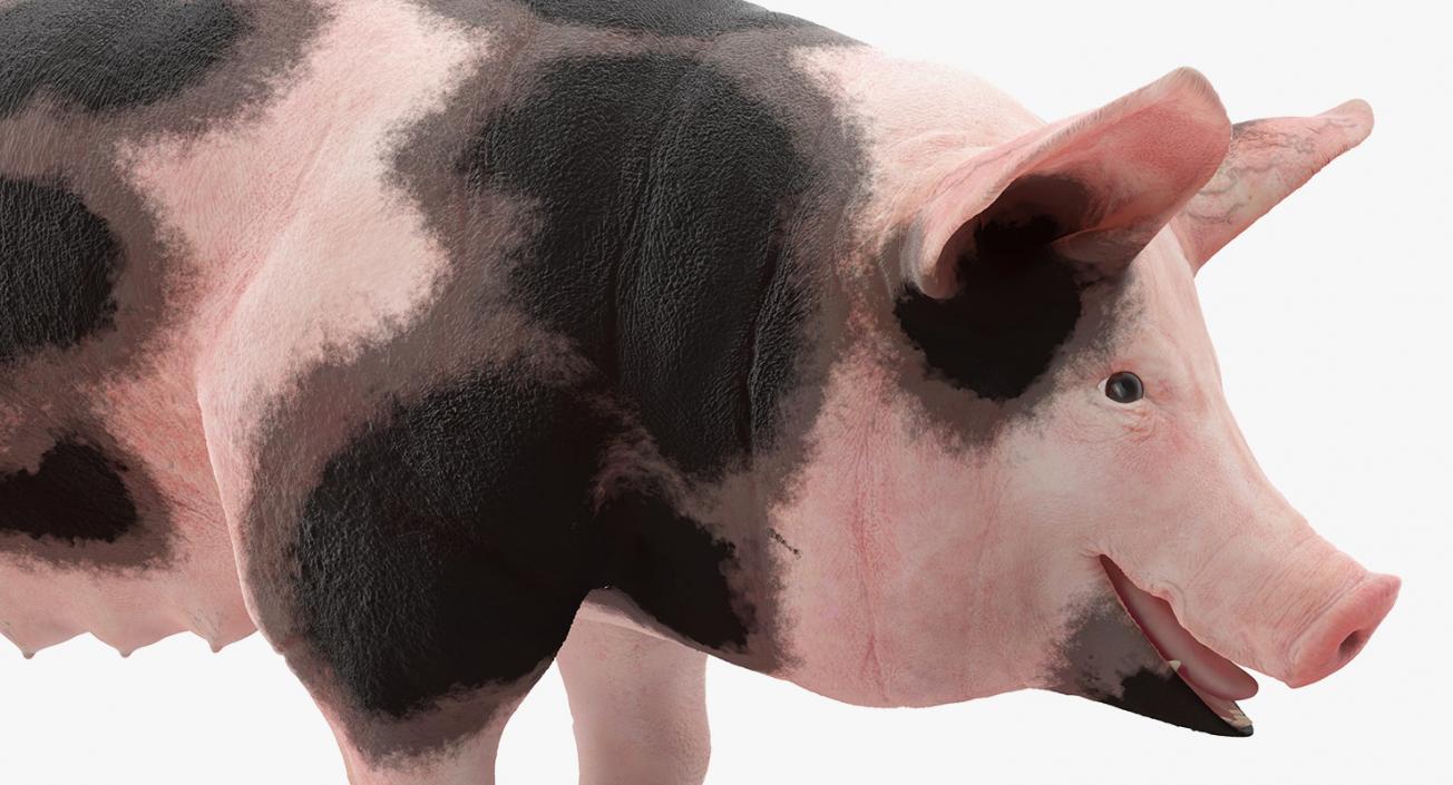 3D Pig Sow Peitrain Rigged model