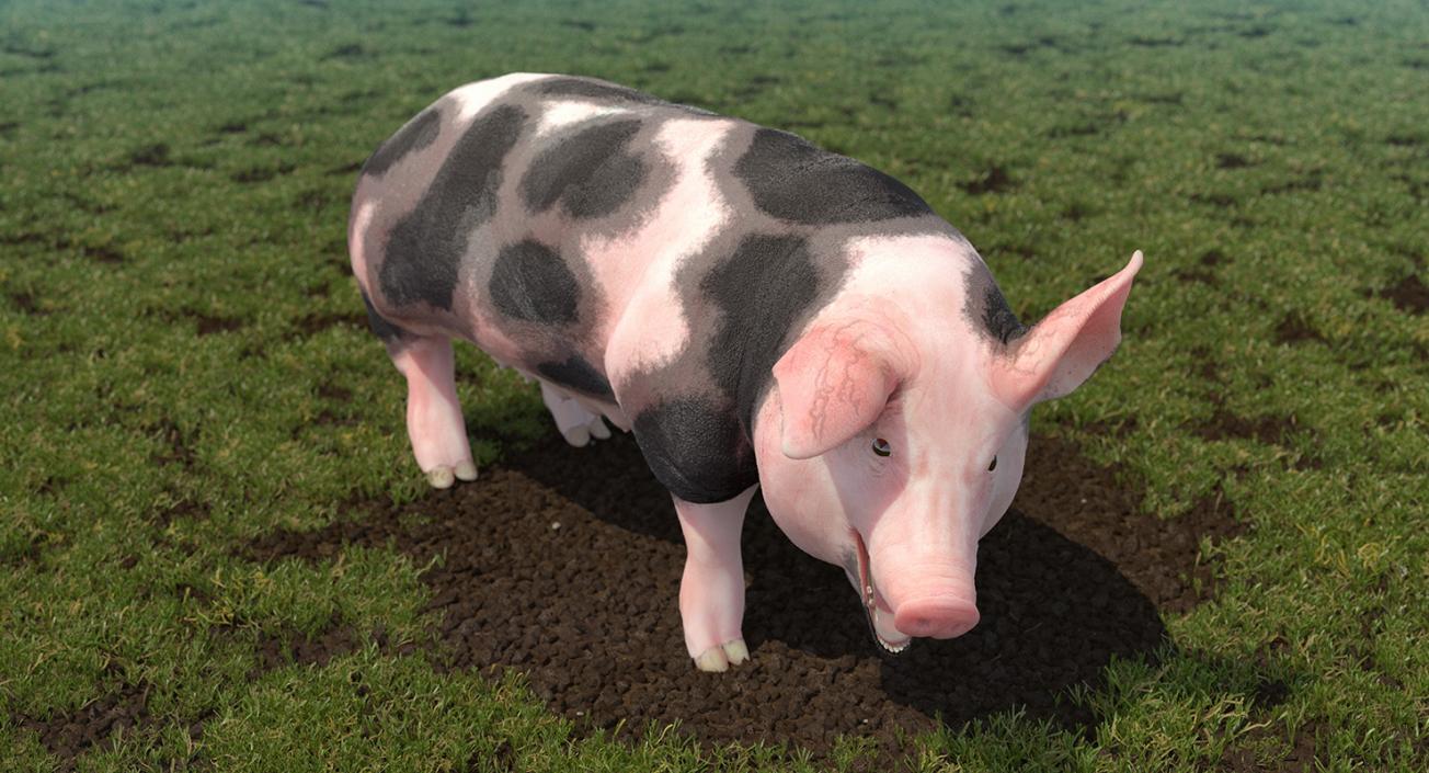 3D Pig Sow Peitrain Rigged model