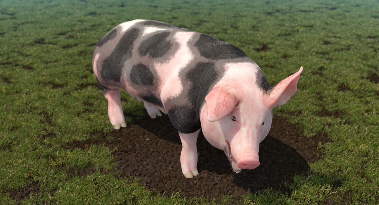 3D Pig Sow Peitrain Rigged model