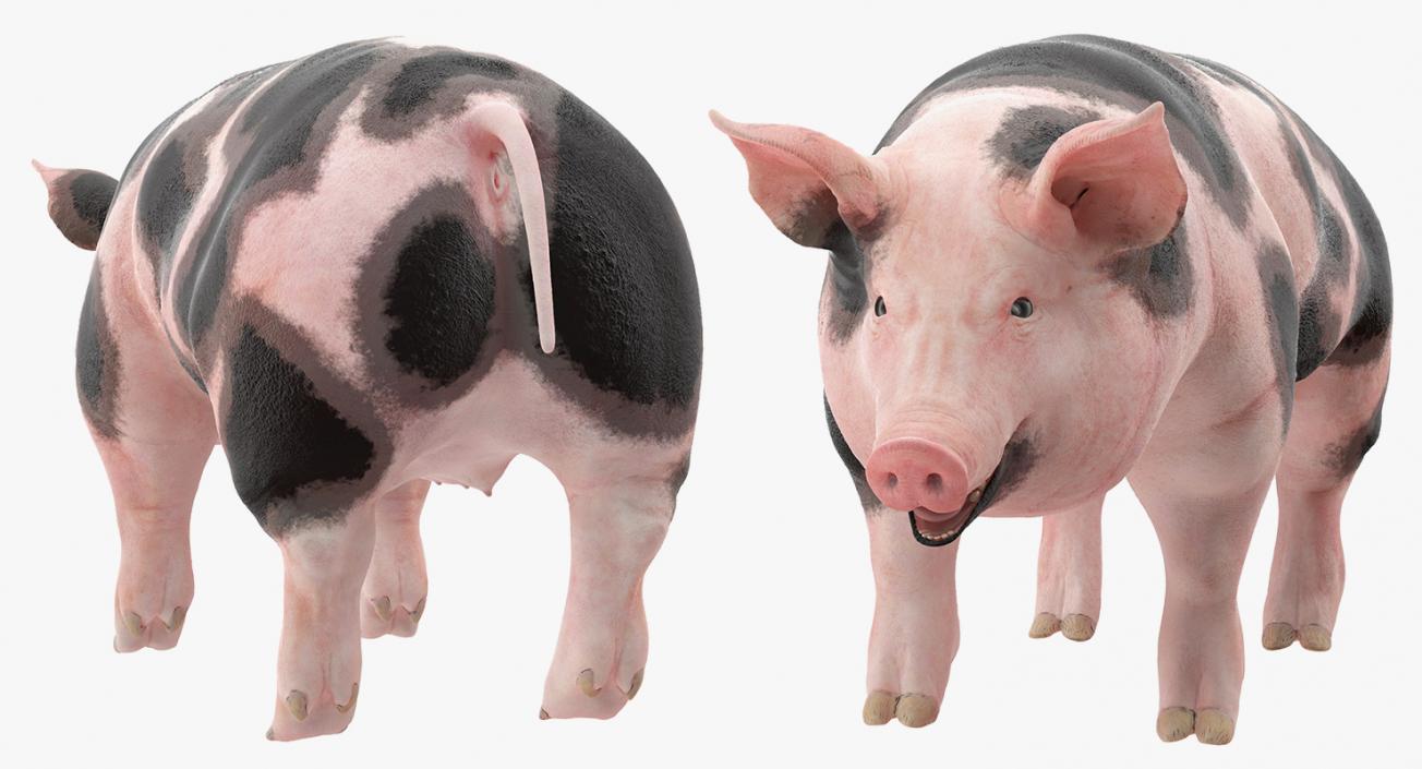 3D Pig Sow Peitrain Rigged model