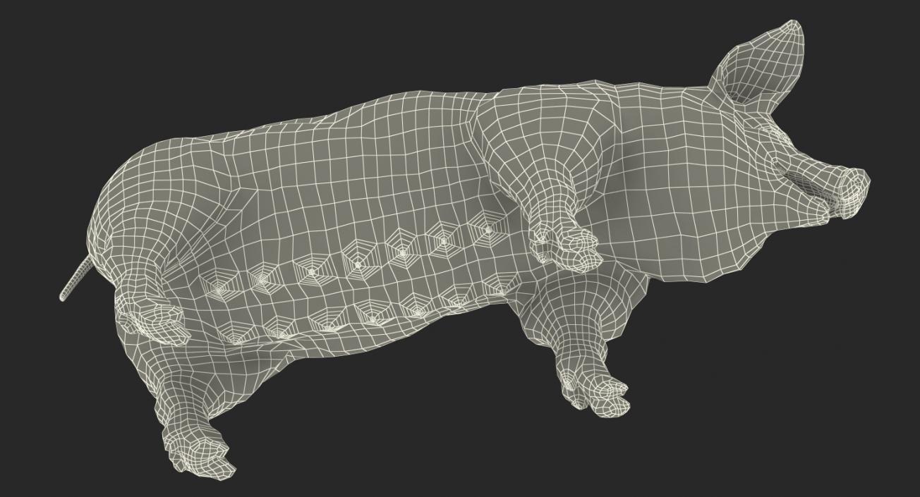 3D Pig Sow Peitrain Rigged model